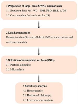 Genetically supported causality between gut microbiota, immune cells, and ischemic stroke: a two-sample Mendelian randomization study
